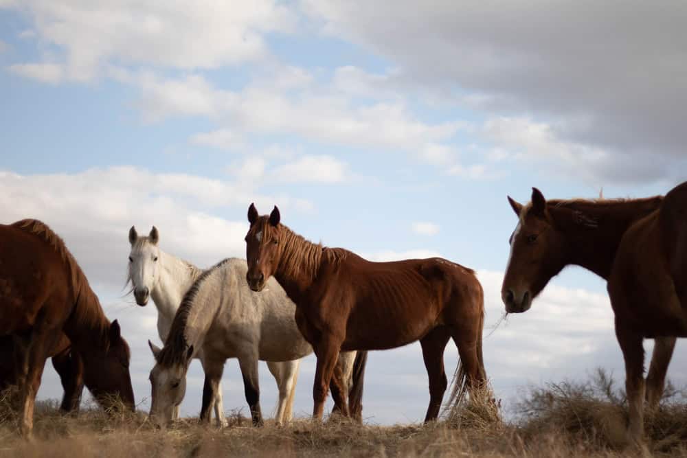 Differences Between Mustang And Bronco Horses American Sports